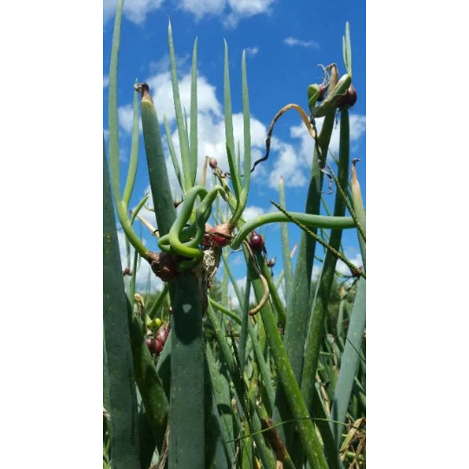 Additional Image for 6 Egyptian Walking Onion Transplants