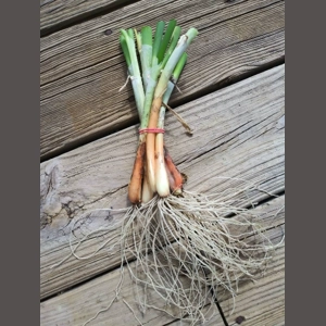 LIVE Egyptian Walking O..