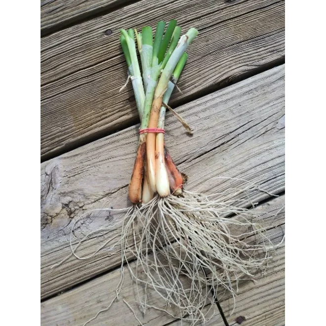 Additional Image for 6 Egyptian Walking Onion Transplants