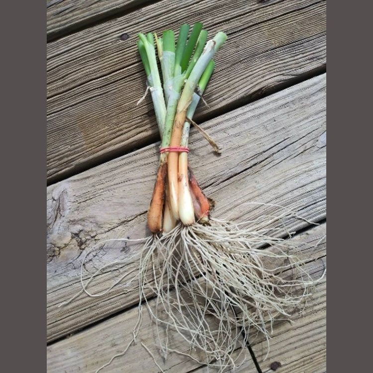 LIVE Egyptian Walking Onion ..