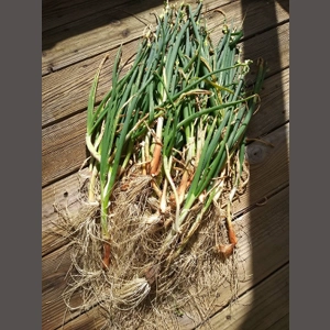 Egyptian Walking Onion ..