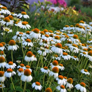Echinacea 'PowWow White..