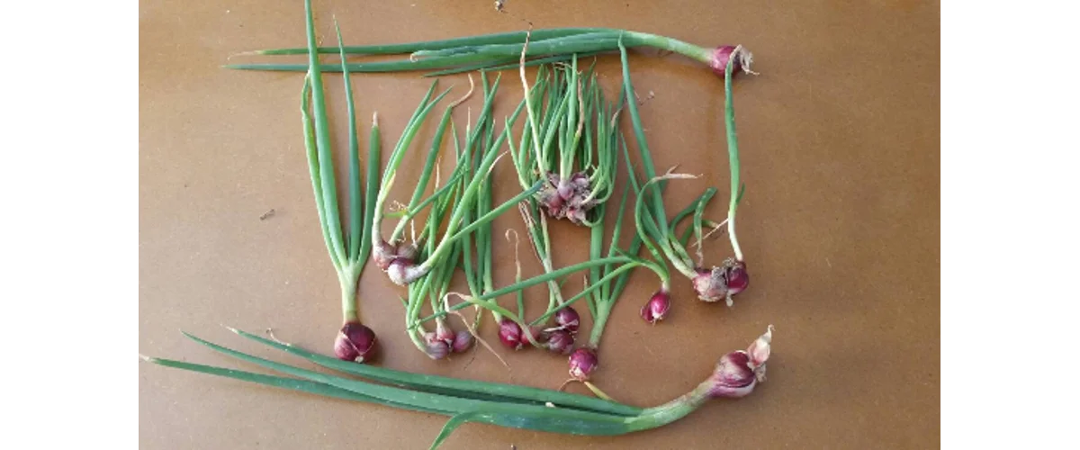 Plant some onions in the Fall for a nice onion harvest next year