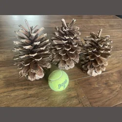 XL NC Loblolly Pinecones  Natural, Rustic, Hand-Collected