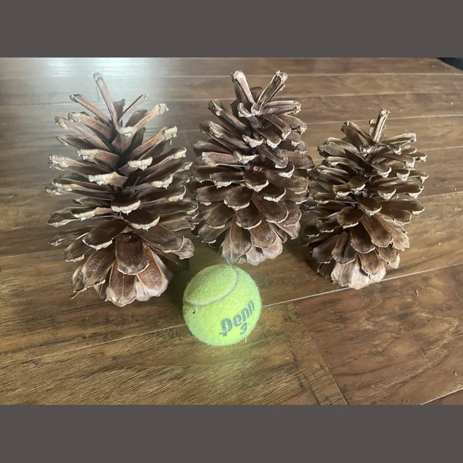 product Image for XL NC Loblolly Pinecones  Natural, Rustic, Hand-Collected