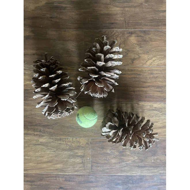 Additional Image for XL NC Loblolly Pinecones  Natural, Rustic, Hand-Collected