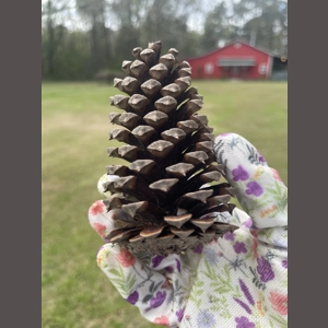 Big Box of about 90 Pin..