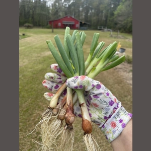 5 Perennial Egyptian Wa..