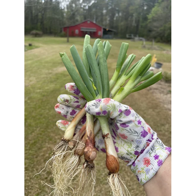 Additional Image for 6 Egyptian Walking Onion Transplants