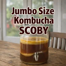 Jumbo Size Kombucha SCOBY