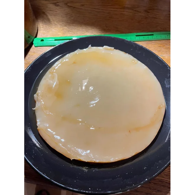 Additional Image for Jumbo Size Kombucha SCOBY