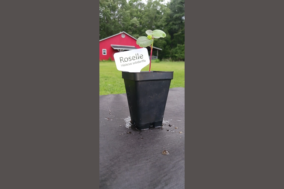 Roselle (Hibiscus sabdariffa) LIVE Plant [Tea Herb]