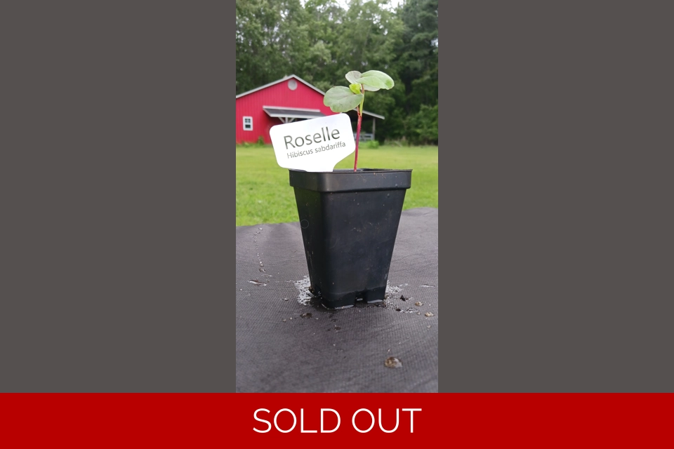 Roselle (Hibiscus sabdariffa) LIVE Plant [Tea Herb]