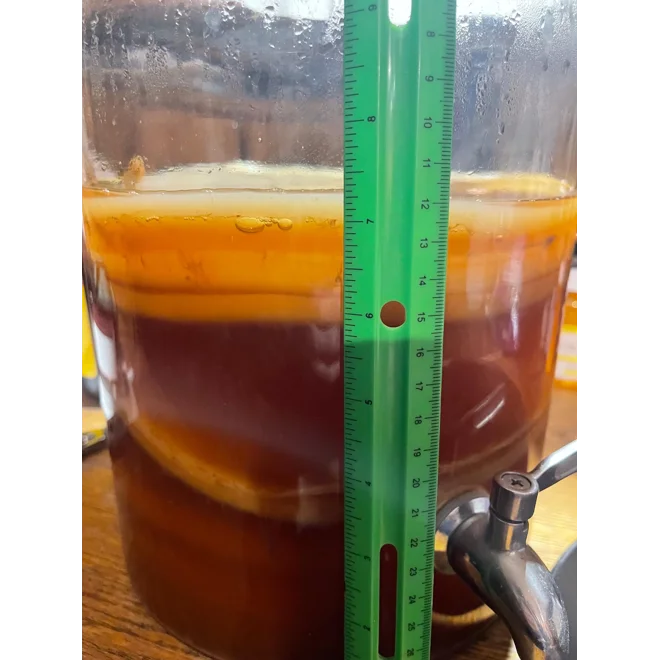 Additional Image for Jumbo Size Kombucha SCOBY
