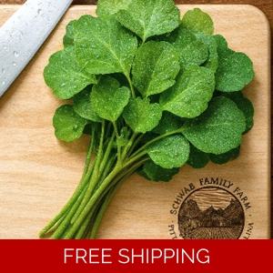 Fresh Papalo Seeds (Por..