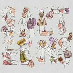 The Salteens - Moths CD..