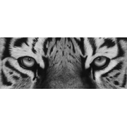 Glare - Open Edition Giclée Print