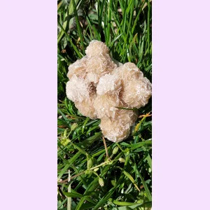 Desert Rose Gypsum – Pustinjska Ruža Kristal | Sirovi Gipsani Kristal za Uzemljenje i Zaštitu
