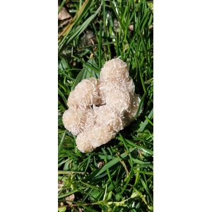 Desert Rose Gypsum Pustinjska Ruza kristal