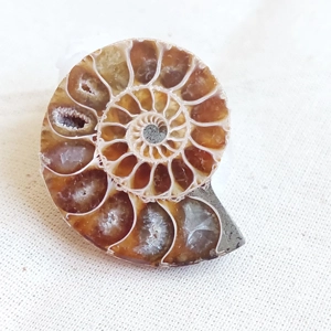 Ammonite Fossil