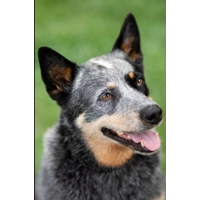 The Dog Lover's Guide to Dating HMK (2023) HD 1080p