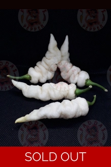 FADDAS WHITE (f5) FADDAS WHITE (f5)