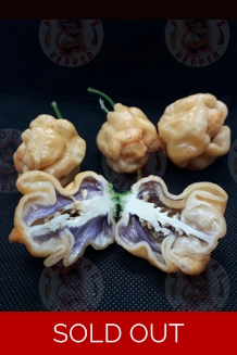 PURPLE GHOST SCORPION orange  (10+seeds)