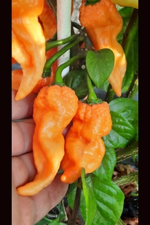 GHOST YAKI ORANGE (f5) GHOST YAKI ORANGE (f5)