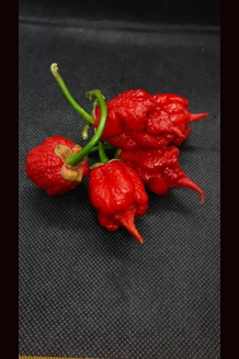 7Pot Shardana BBG FP Red (f4) 7Pot Shardana BBG FP Red (f4)