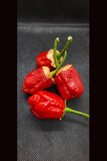 BBG7 MORUGA red (f5) BBG7 MORUGA red (f5)