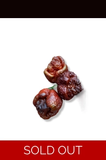 BBM X BORG 9 C. choco (F5)->(f6) (10+seeds)