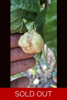 PURPLE GHOST SCORPION PEACH (10+seeds)