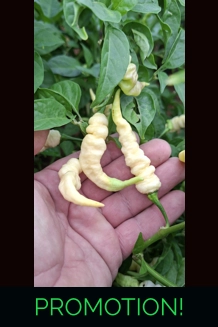 FADDAS WHITE 10+seeds