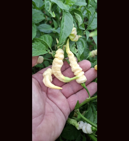 FADDAS WHITE 10+seeds