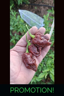 ghost yaki scorpion douglah choco (f5) -> (F6) 1..