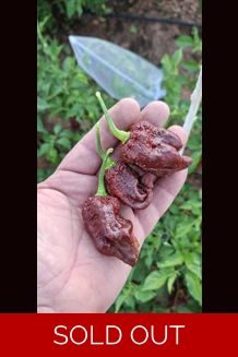 ghost yaki scorpion douglah choco (f5) -> (F6) 10+ SEEDS