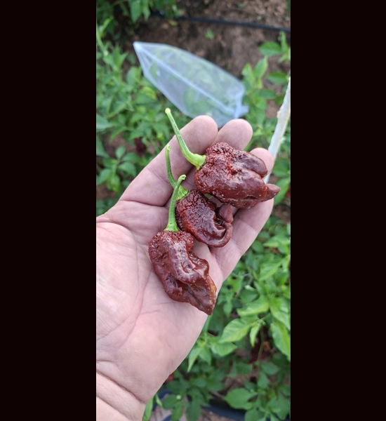 ghost yaki scorpion douglah choco (f5) -> (F6) 10+ SEEDS