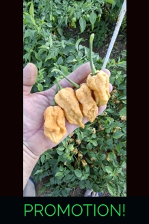 Ghost yaki Scorpion douglah Mustard (f5)->(f6) (..