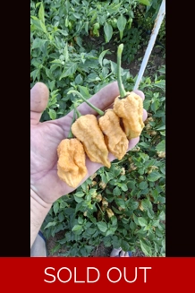 Ghost yaki Scorpion douglah Mustard (f5)->(f6) (10+seeds)