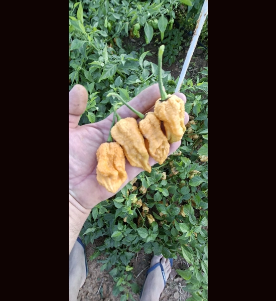 Ghost yaki Scorpion douglah Mustard (f5)->(f6) (10+seeds)