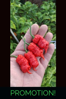 pink Spiral Reaper Green (f7)-> (f8)  (10+seeds)