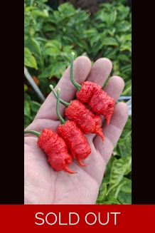 pink Spiral Reaper Green (f7)-> (f8)  (10+seeds)