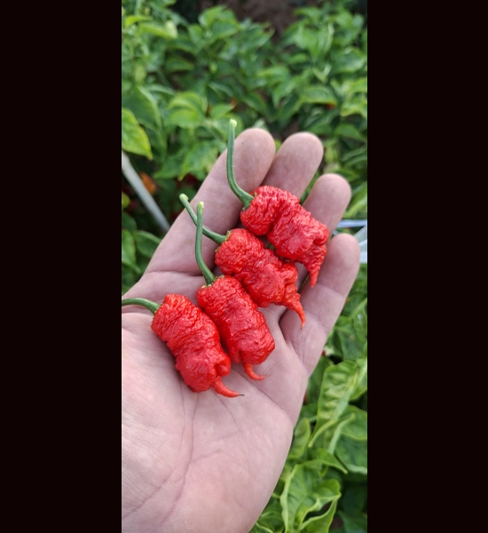 pink Spiral Reaper Green (f7)-> (f8)  (10+seeds)