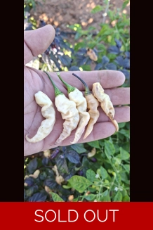 FADDAS BLACK & WHITE (F5)->(f6)  (10+seeds)