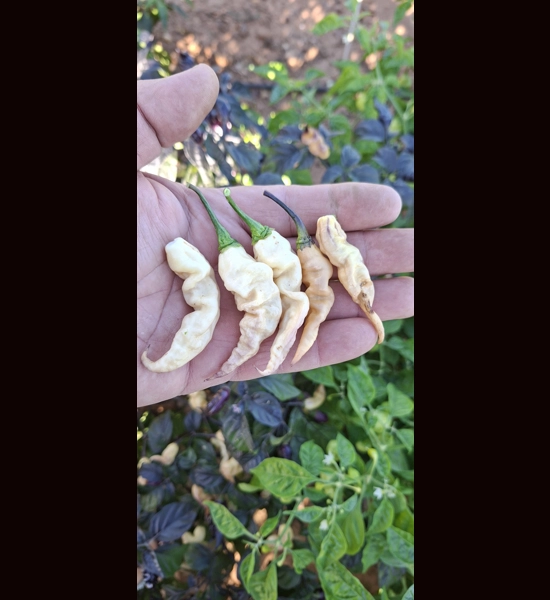 FADDAS BLACK & WHITE (F5)->(f6)  (10+seeds)