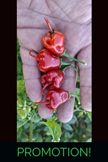 FADDAS REAPER PERFUME Red (f5)-> (f6) (10+seeds)