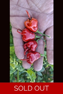 FADDAS REAPER PERFUME Red (f5)-> (f6) (10+seeds)