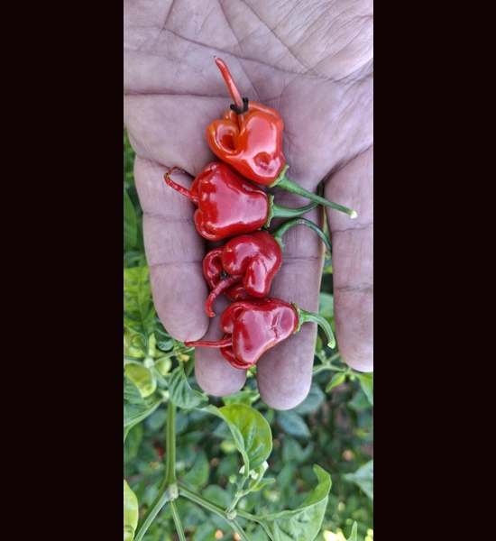 FADDAS REAPER PERFUME Red (f5)-> (f6) (10+seeds)