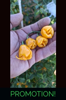 Faddas Reaper Perfume Yellow (f5) ->(f6)  (10+seeds)