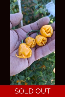 Faddas Reaper Perfume Yellow (f5) ->(f6)  (10+seeds)